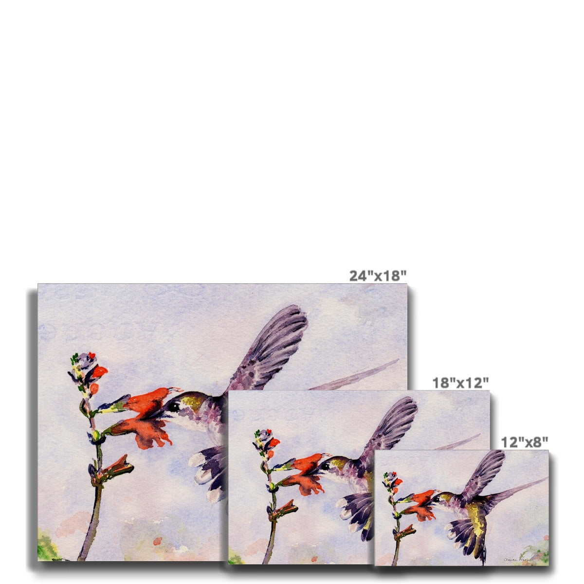 Hummingbird Canvas