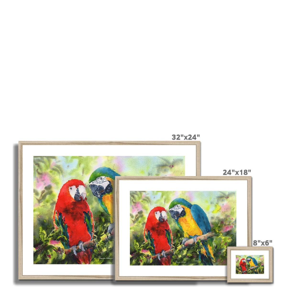 Parrots Framed & Mounted Print