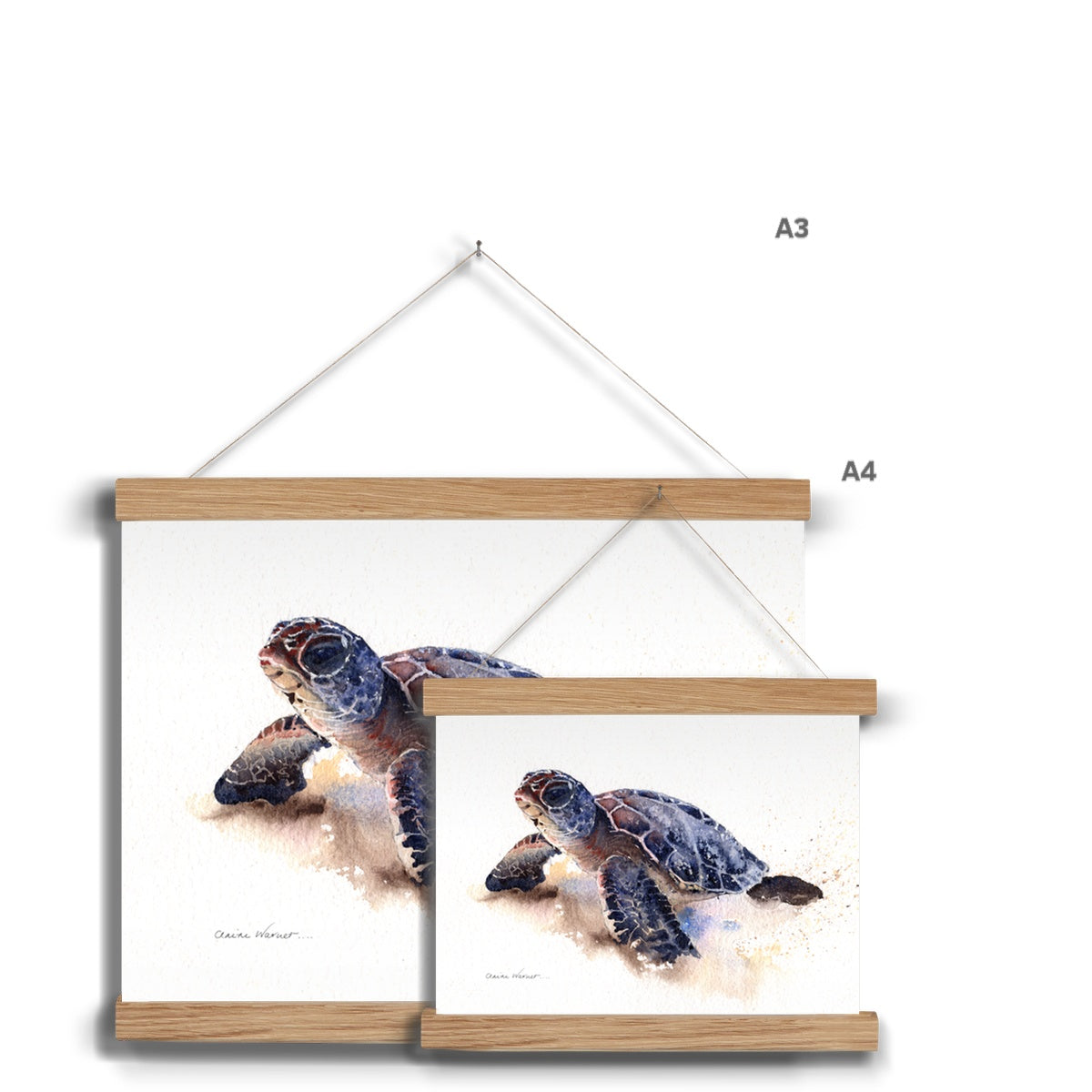 Turtle Fine Art Print with Hanger