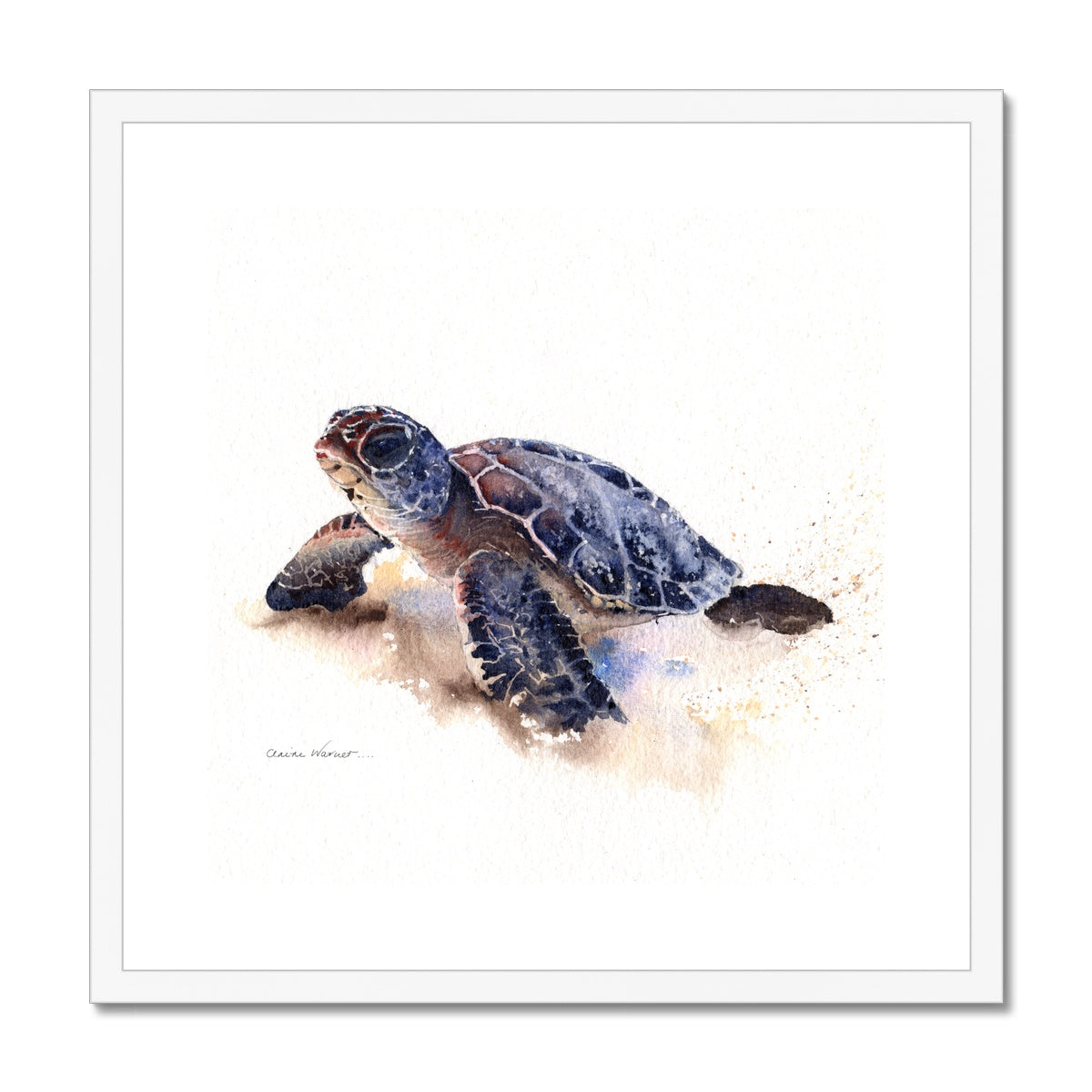 Turtle Framed & Mounted Print