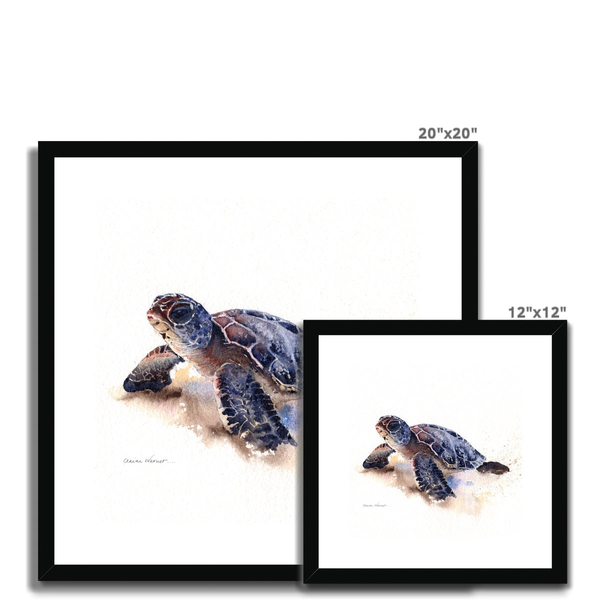 Turtle Framed & Mounted Print