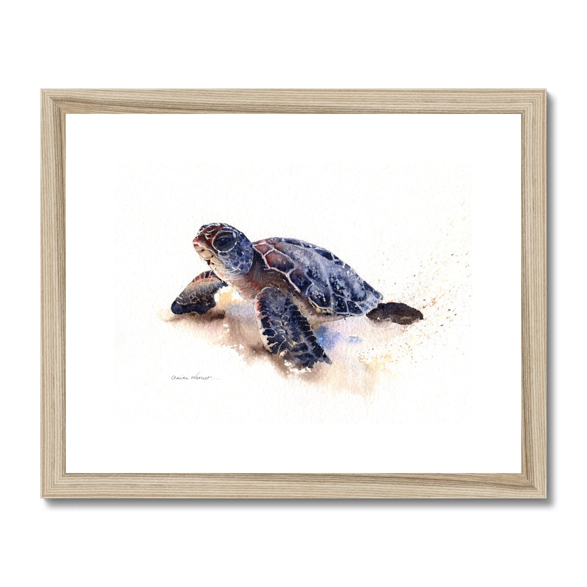 Turtle Framed & Mounted Print