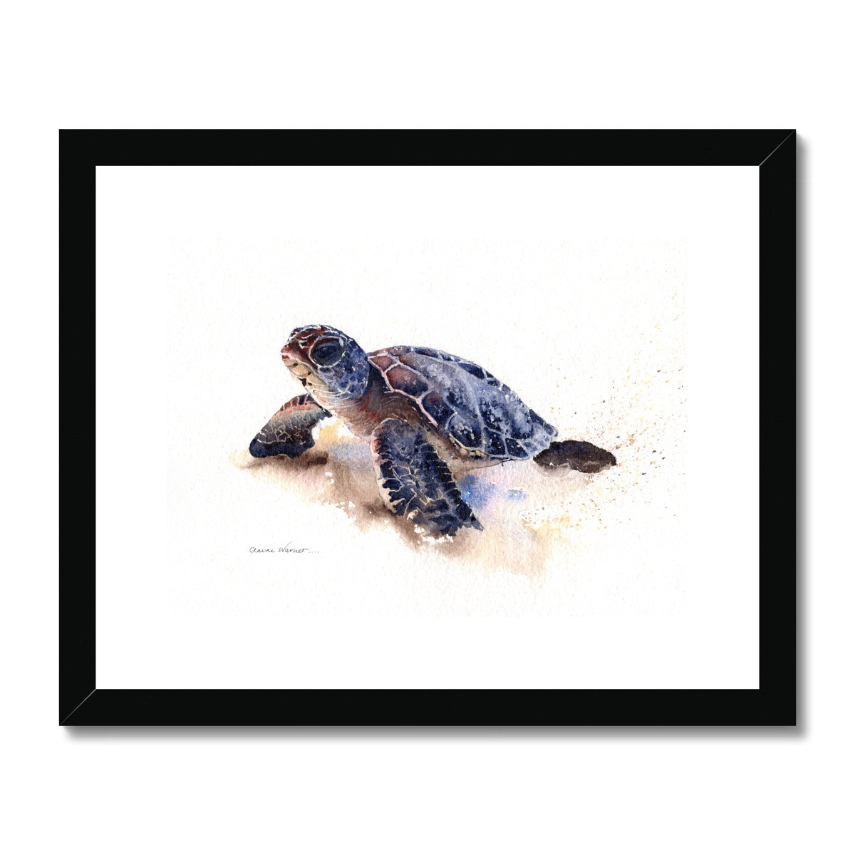 Turtle Framed & Mounted Print